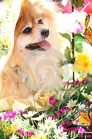 Macyâ€™s annual flower show , New York Editorial Stock Photo